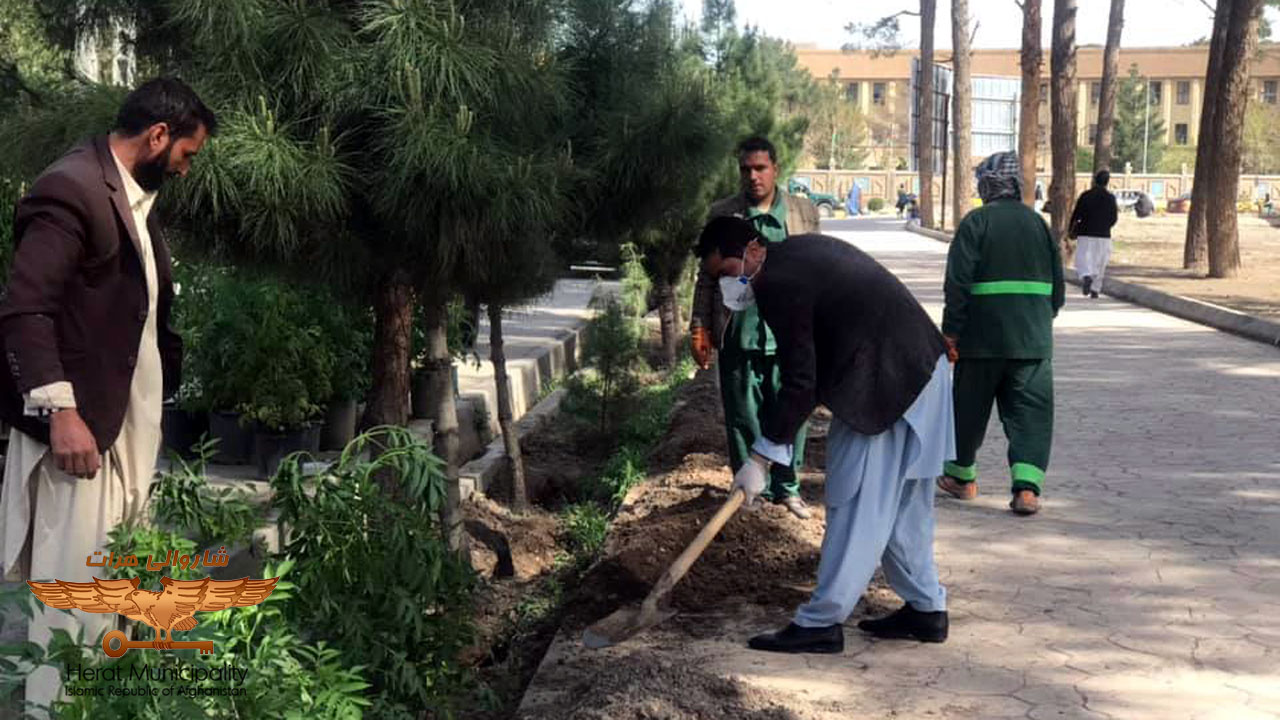 Planting ornamental seedlings on public and side road boulevards in Herat