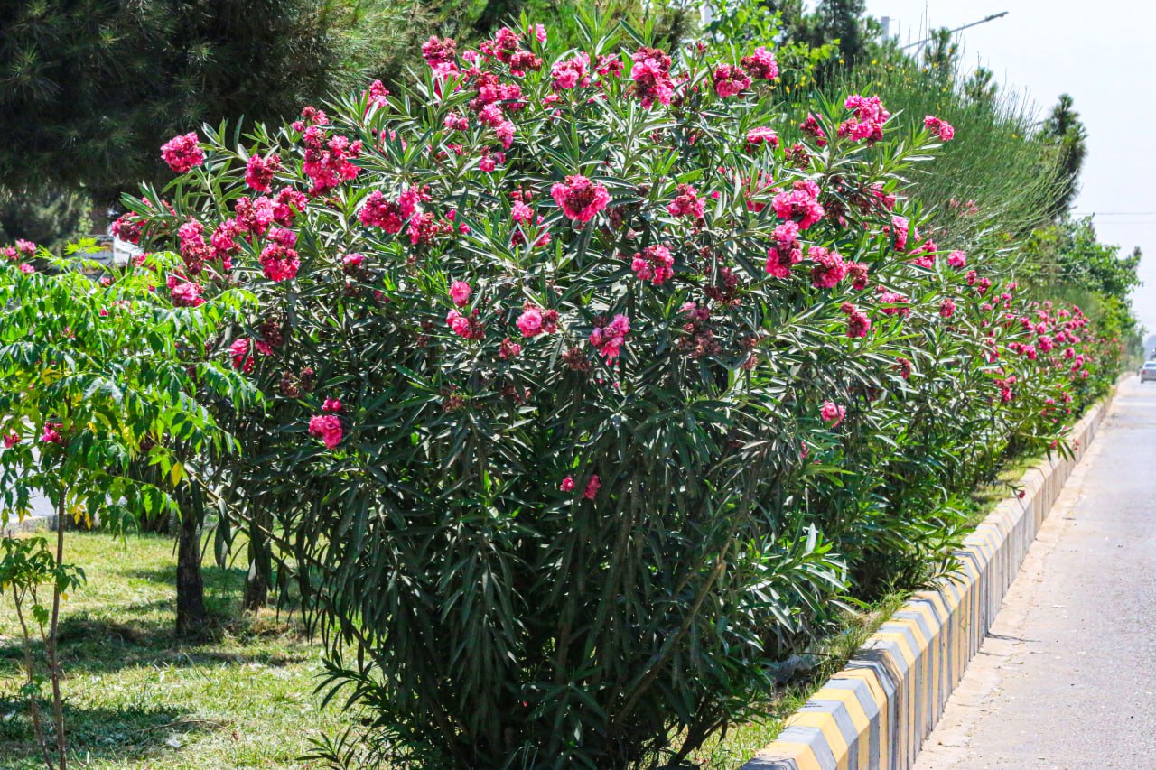 زرغونتیا