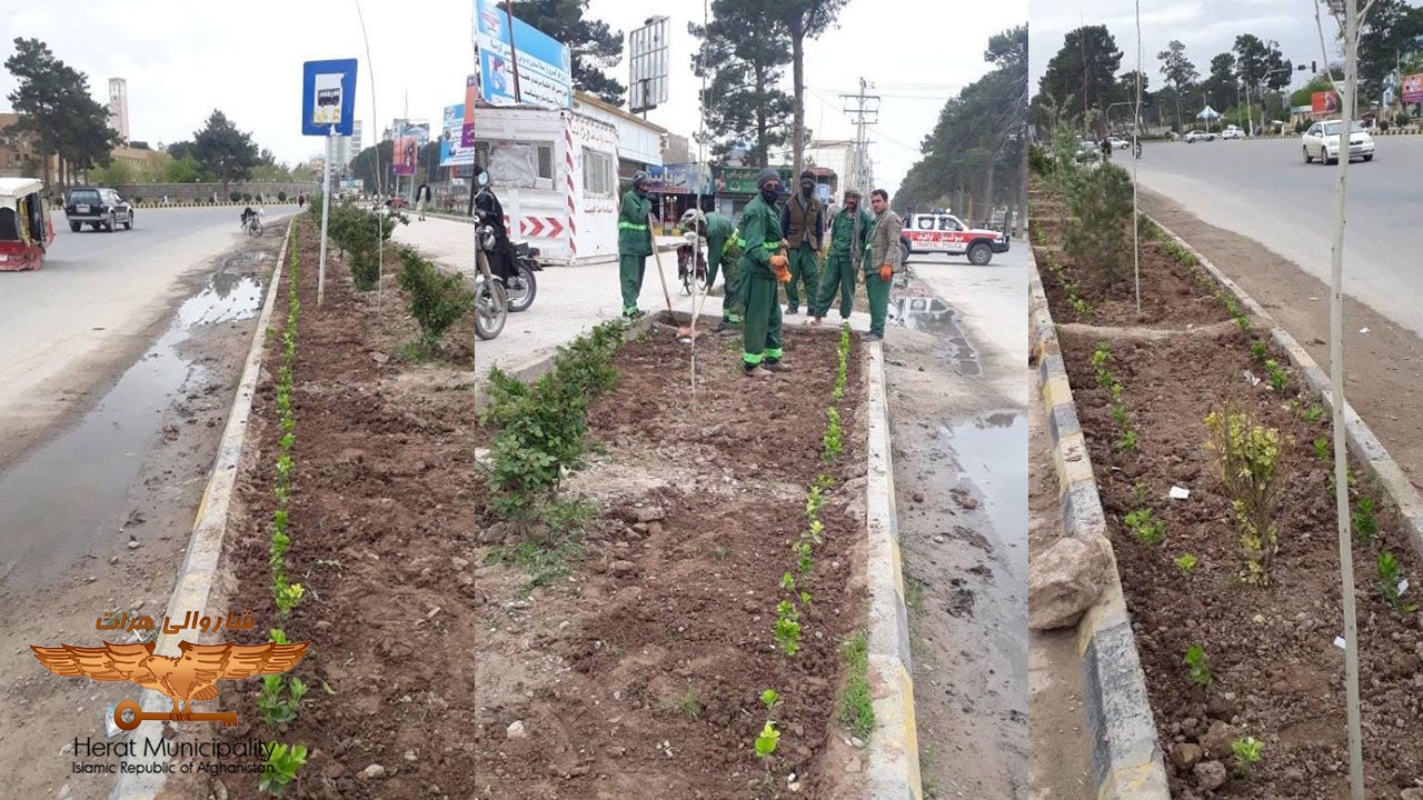 Planting ornamental seedlings on public and side road boulevards in Herat